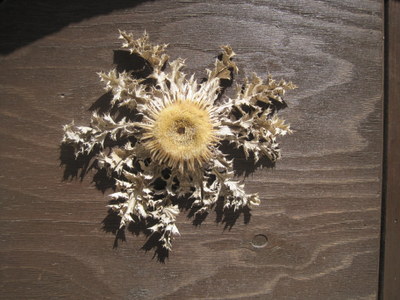 thistle